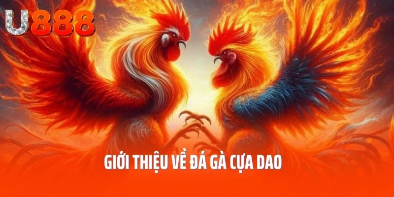 da-ga-cua-dao-gioi-thieu