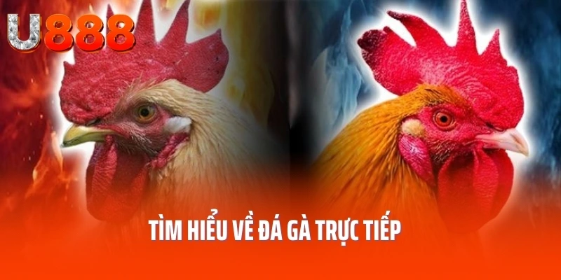 da-ga-truc-tiep-gioi-thieu